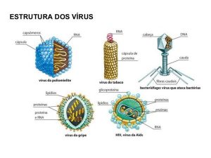 Los virus más pequeños y simples están constituidos únicamente por ácido nucleico y proteínas. El ácido nucleico es el genoma viral, ubicado en el interior de la partícula, y puede ser ADN o ARN.