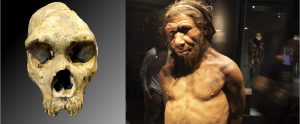 UN DESCUBRIMIENTO INDICA QUE EL HOMBRE DE NEANDERTAL SOBREVIVIÓ HASTA APENAS HACE 28 000 AÑOS; ES DECIR, 2 000 AÑOS MÁS DE LO QUE SE CALCULABA. Los científicos sugieren que sobrevivieron 2 000 años más de lo que se suponía. Un descubrimiento indica que el hombre de Neandertal sobrevivió hasta apenas hace 28 000 años; es decir, 2 000 años más de lo que se calculaba. El reciente estudio señala que, mientras la Era del Hielo descendía y los humanos modernos se movían por el resto de Europa, la Península Ibérica -lo que ahora es España, Portugal y Gibraltar- permanecía como el último hogar para el hombre de Neandertal.